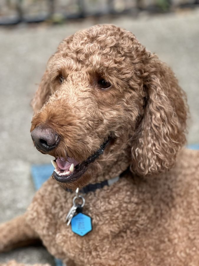 Tripp, photo 3