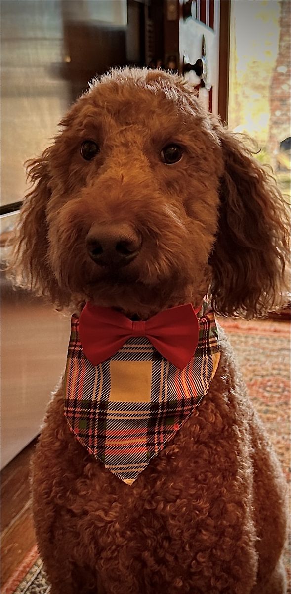 Tripp in his plaid bandana and red bow tie